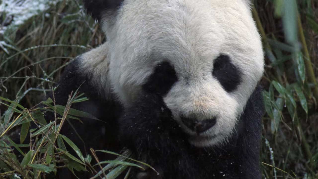 panda bear eating bamboo