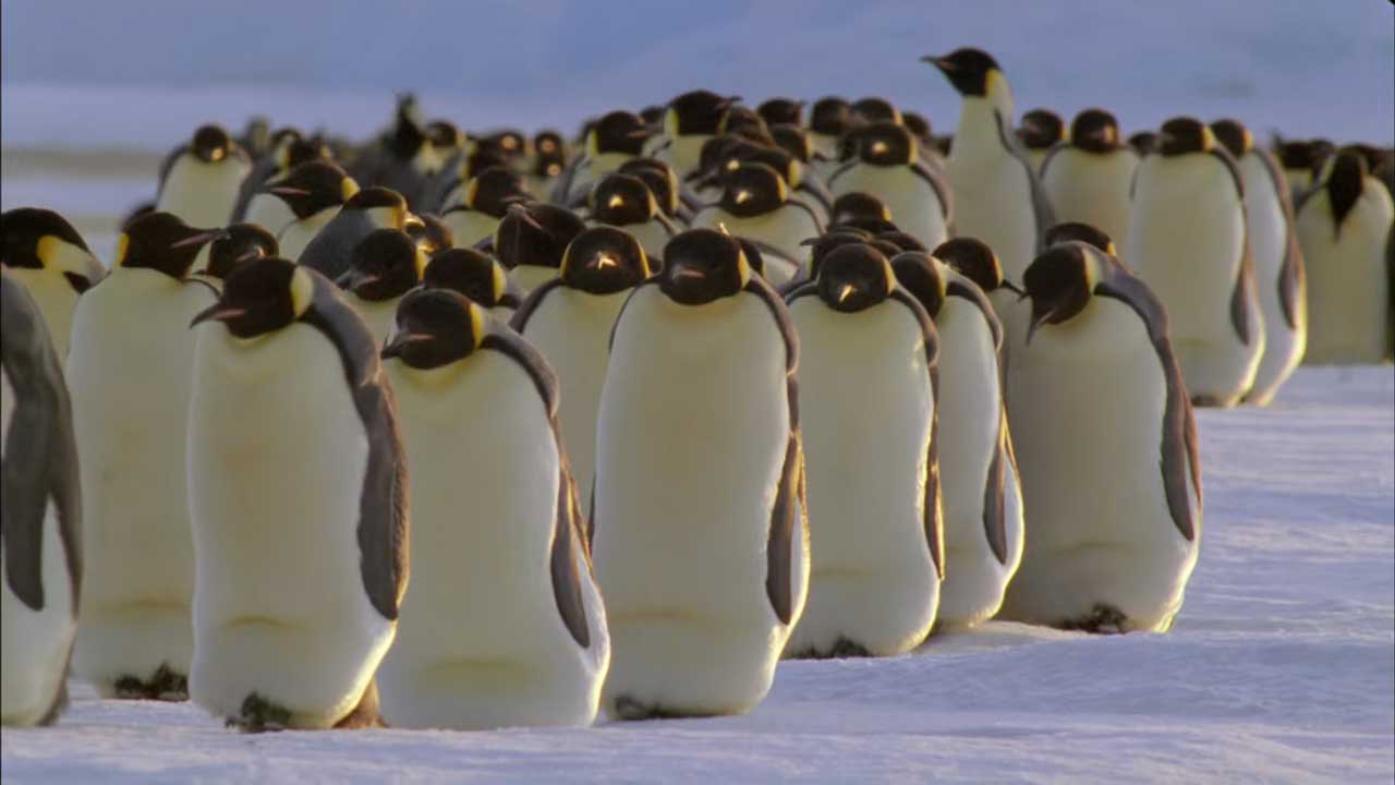 a bunch of penguins